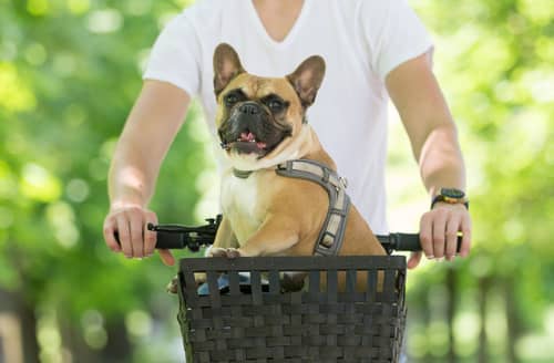 E-Bike mit Hund Franzeosische Bulldogge im Fahrradkorb