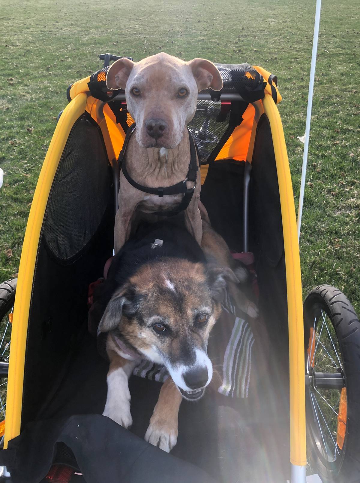 Two dogs in a bike trailer